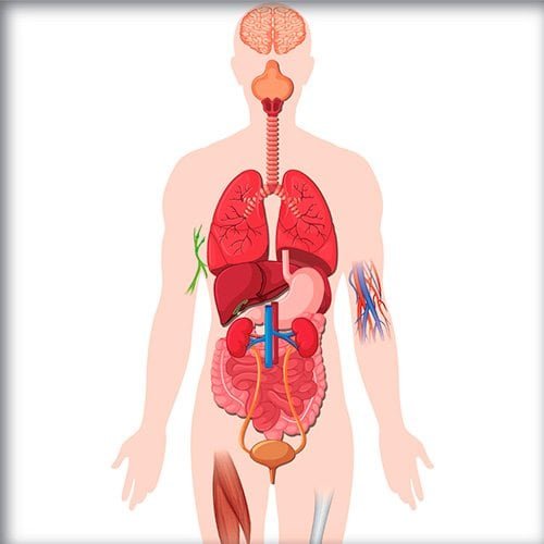 Diagrama del cuerpo humano y sus organos