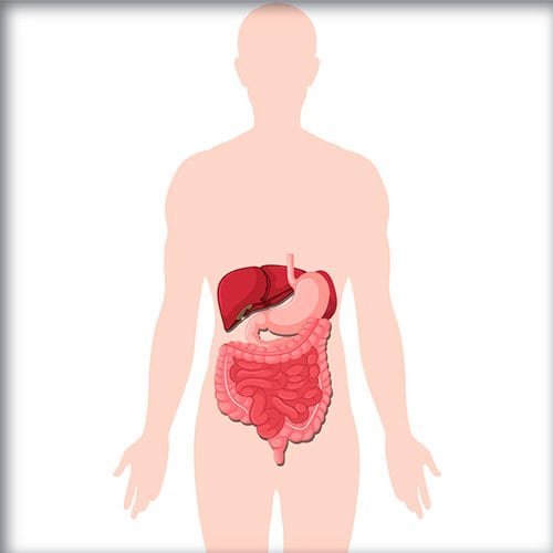 Diagrama del sistema digestivo