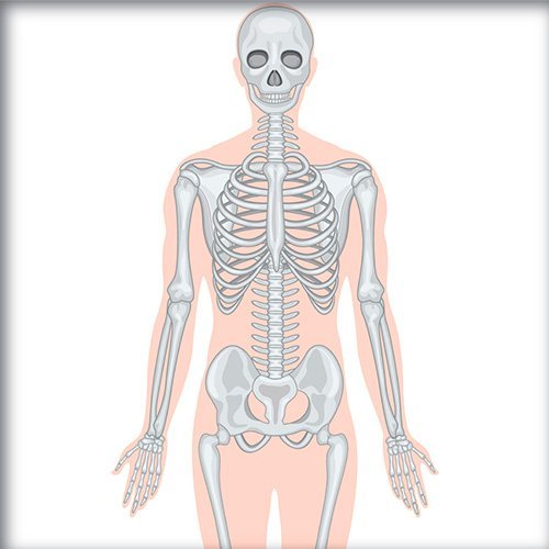 Diagrama de los huesos del cuerpo humano