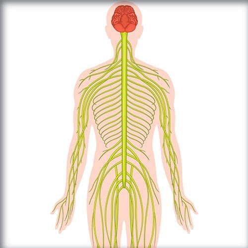Diagrama del sistema nervioso