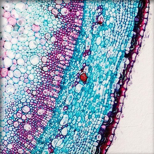 Pintura de una celula al microscopio