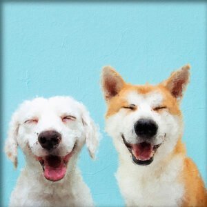 Dos perros que trasnmiten felicidad