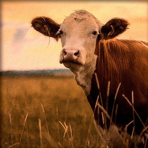 Pintura de una vaca en la granja