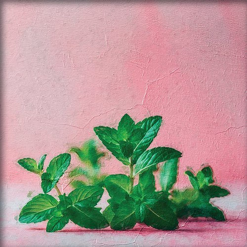 Un ramillete de hojas de menta