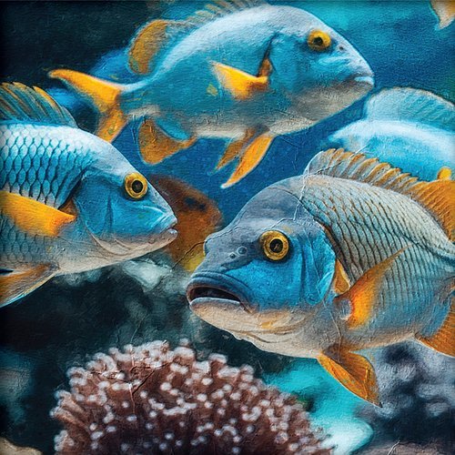 Peces exoticos de colores