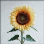 Girasol