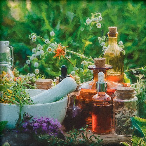 Pintura de unas plantas medicinales