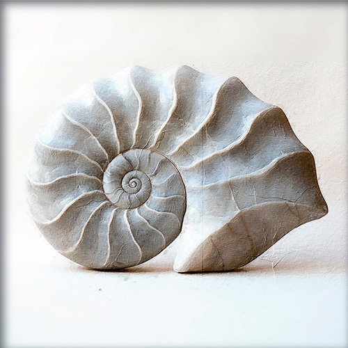 Un fosil con la sucesion de fibonacci
